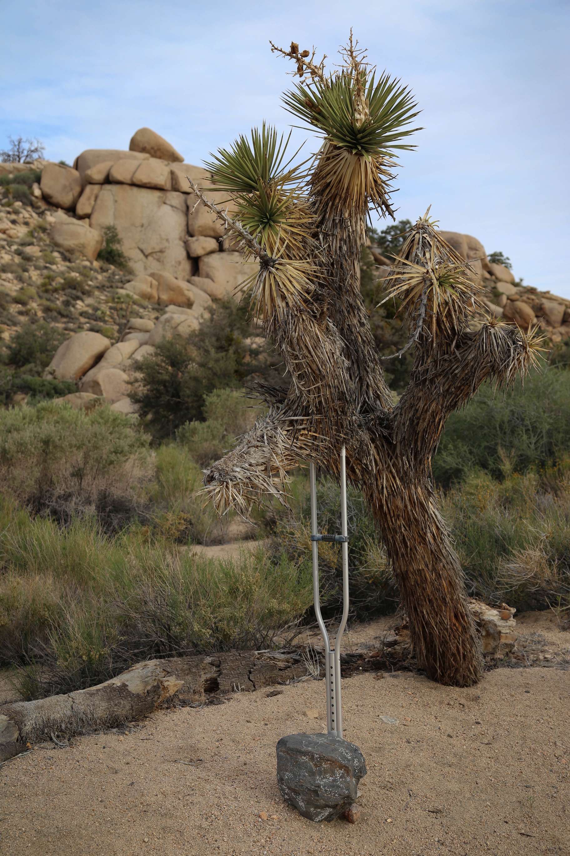 With a little help this Joshua tree still stands.