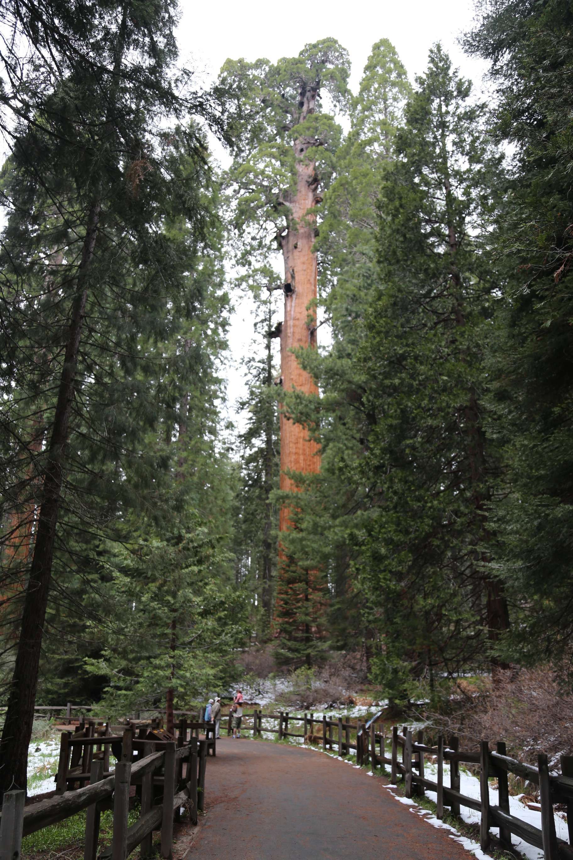 This pathway in KCNP helps place the sheer size of sequoias into some sort of perspective.