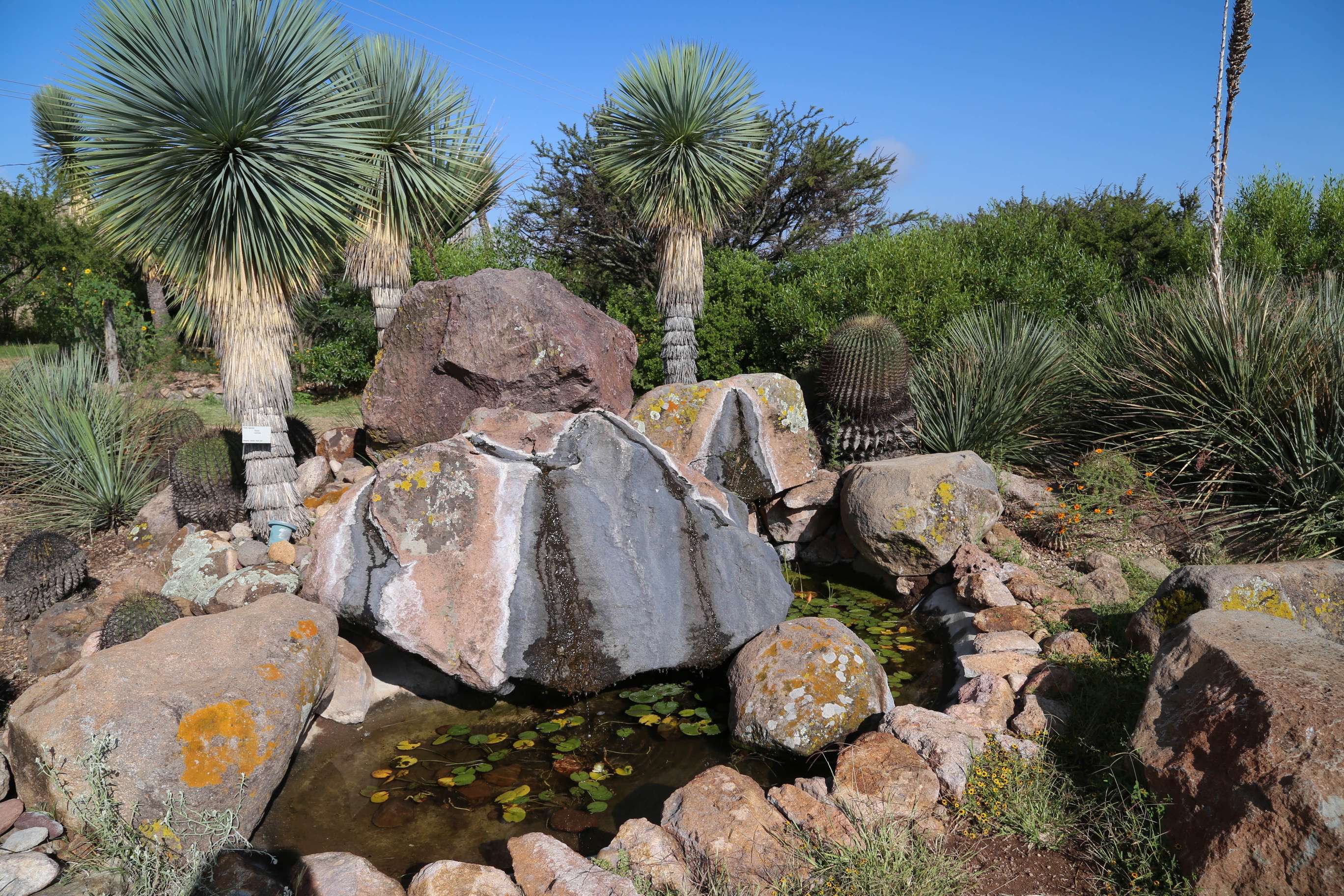 El Charco de Ingenio does an excellent job of showcasing Mexico's rich flora. This water feature is at the beginning of the guided tour.