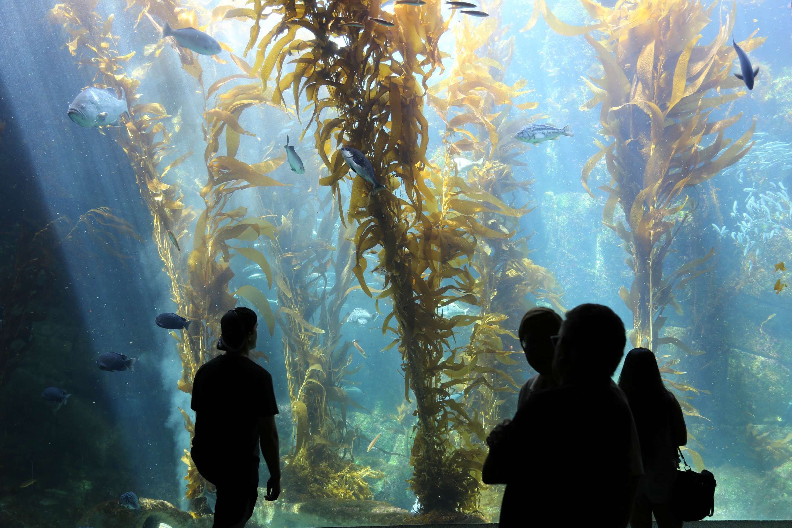 The Scripps Institution of Oceanography offers fascinating up-close views of marine life.
