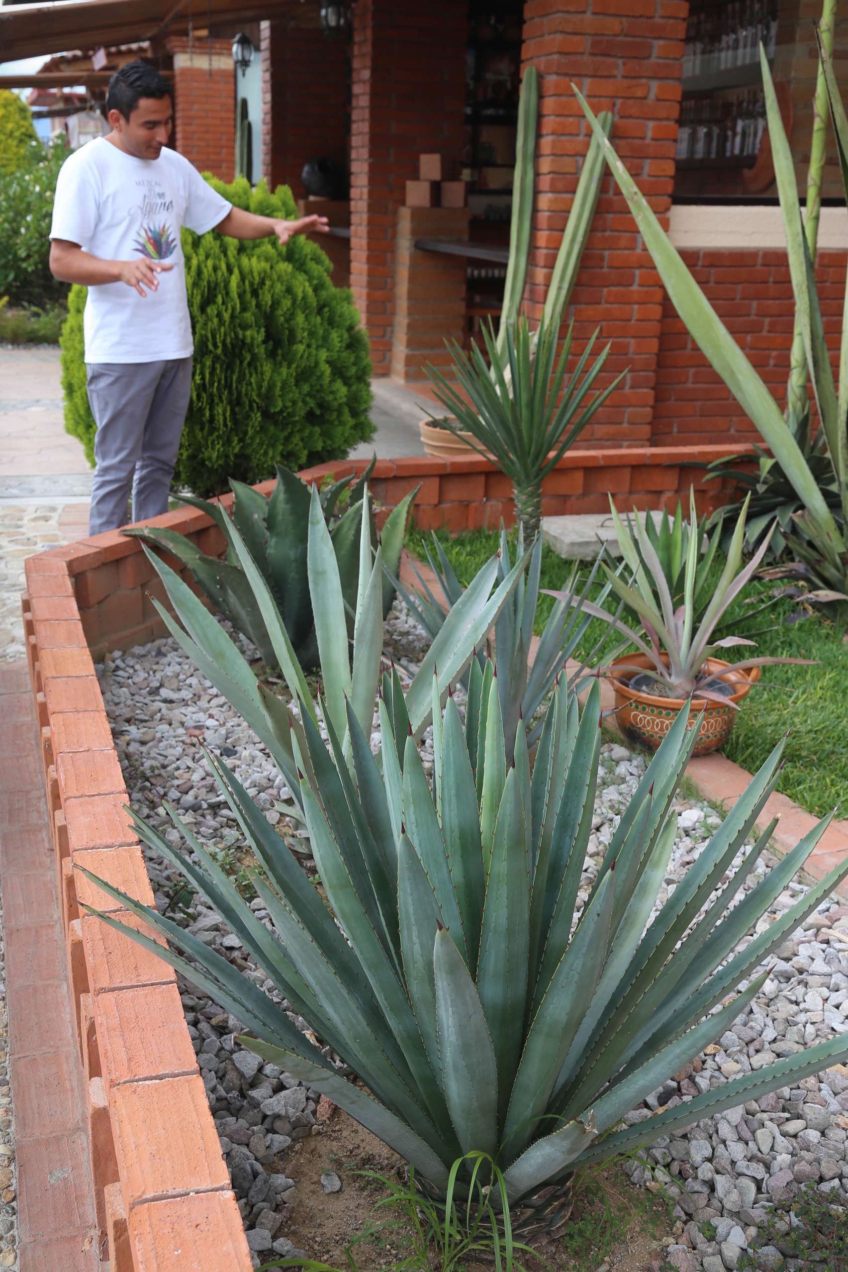 These are just a few of the dozens of agaves that can be used to make mezcal.