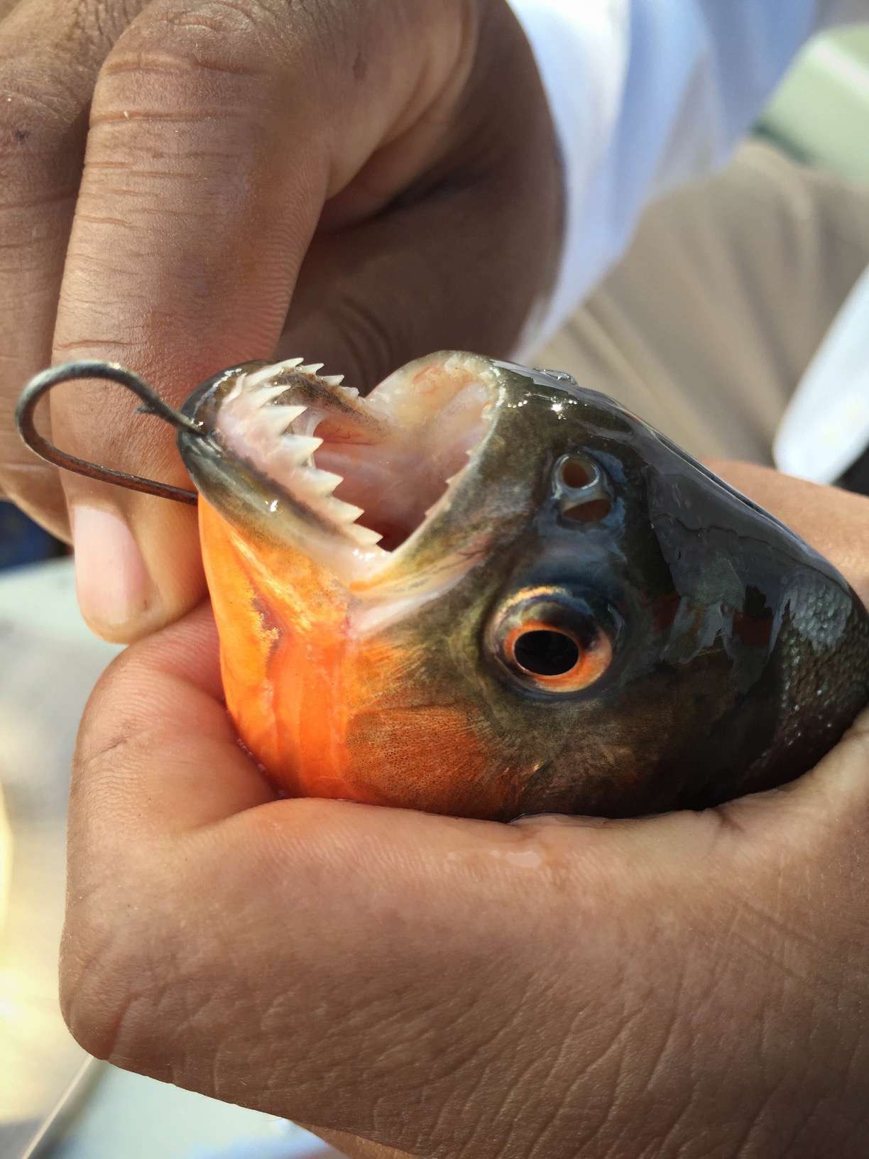 Even a small pink bellied piranha has razor sharp teeth.